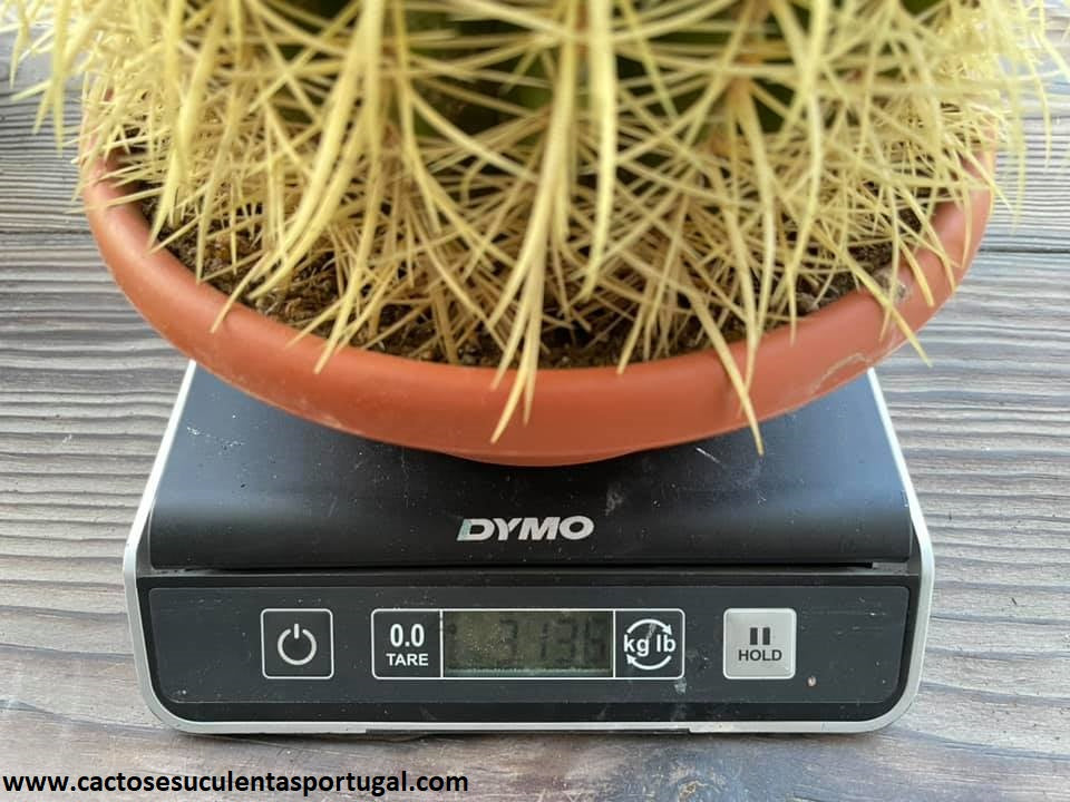 Echinocactus grusonii, assento da sogra vaso