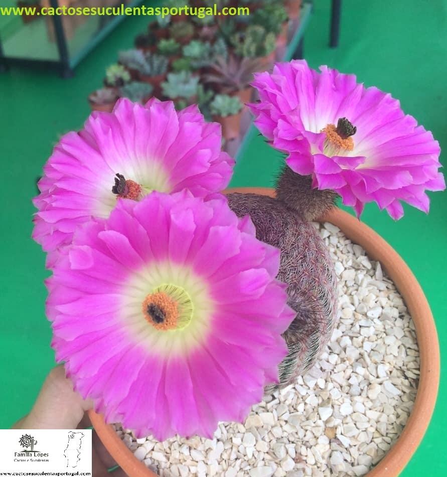 Echinocereus Rigidissimus Rubispinus 