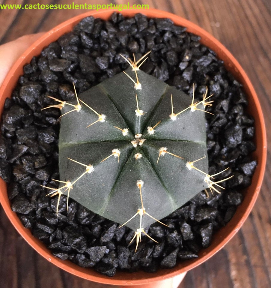Echinocereus knippelianus