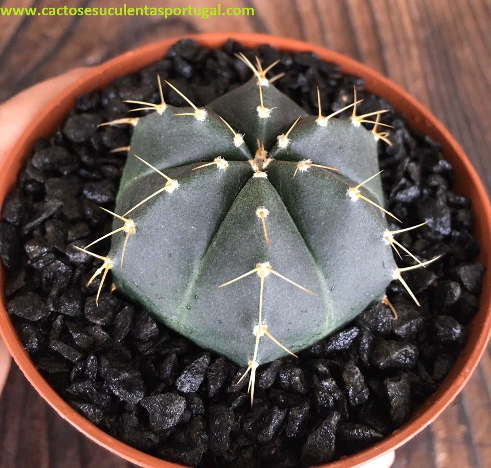 Echinocereus knippelianus