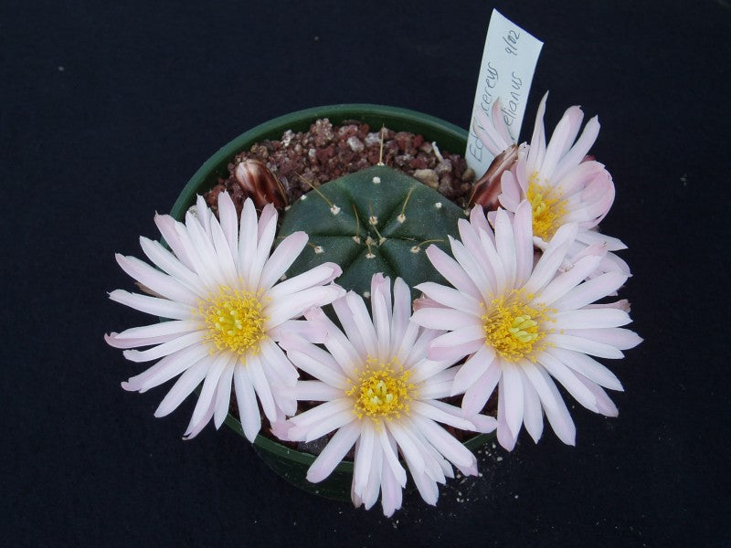 Echinocereus knippelianus