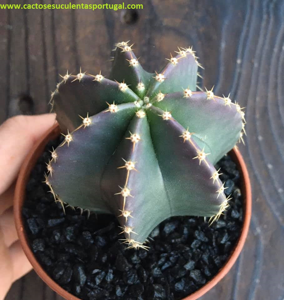 Echinocereus Subinermis var. luteus