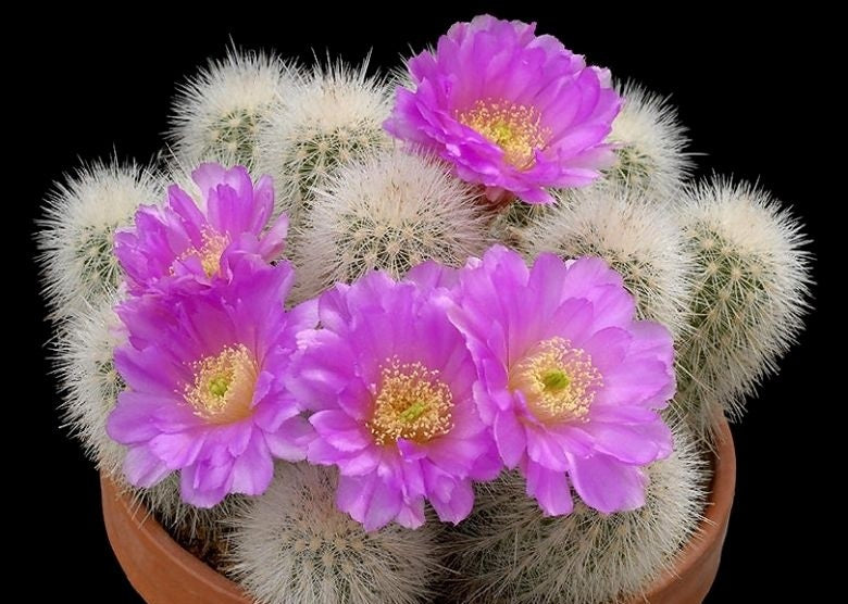 Echinocereus nivosus
