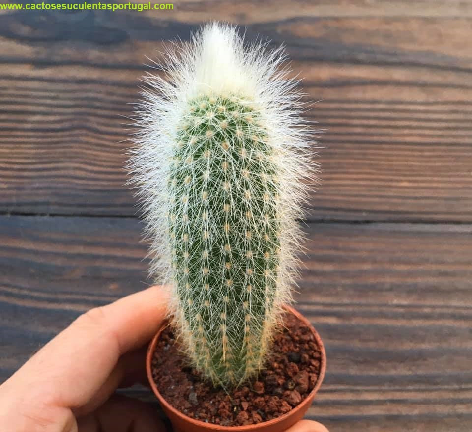 Echinocereus nivosus