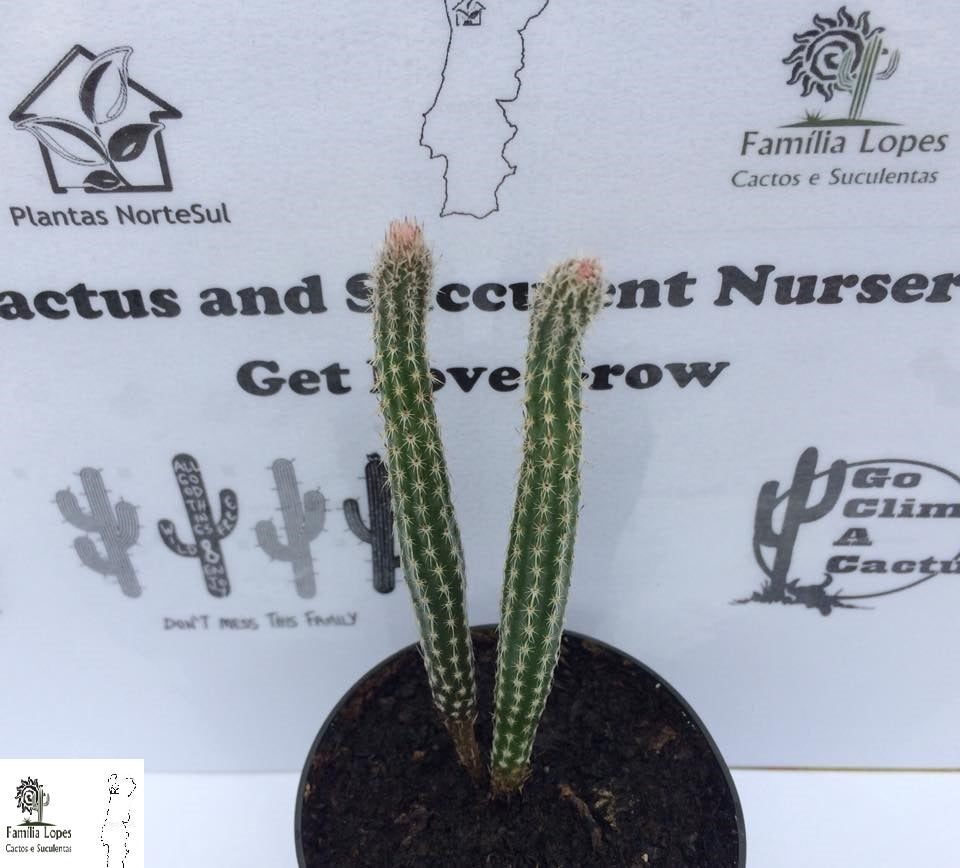 Echinocereus poselgeri