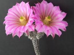 Echinocereus poselgeri