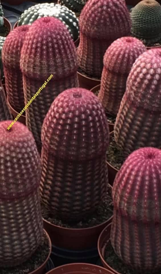 Echinocereus rigidissimus var. rubispinus