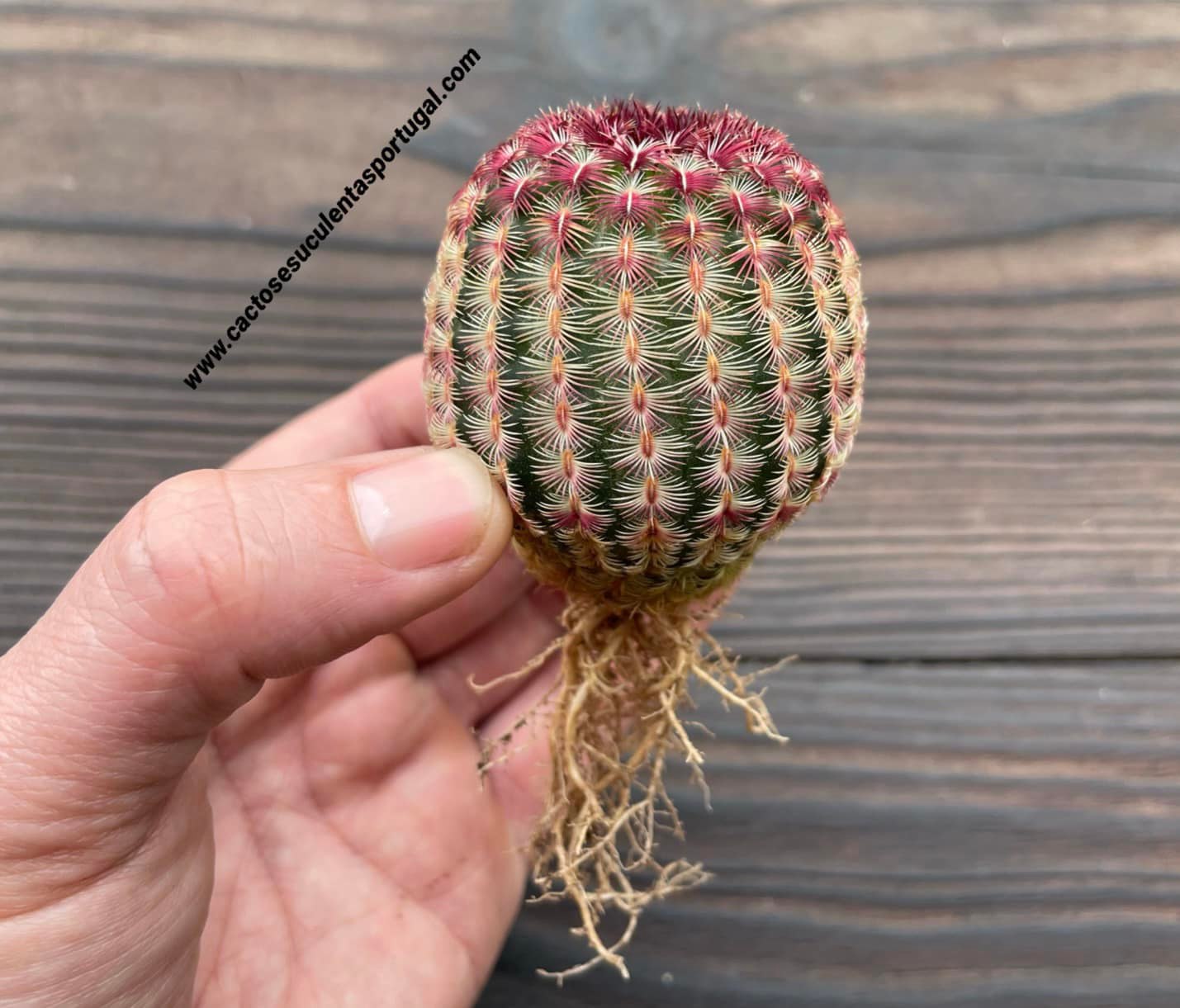 Echinocereus rigidissimus var. rubispinus