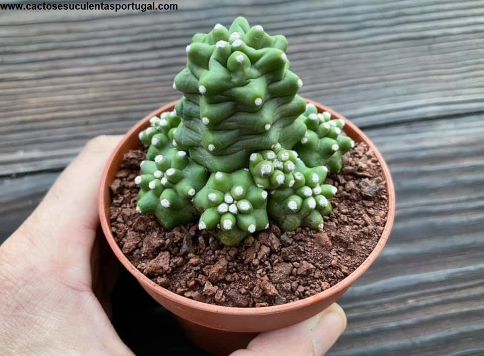 Echinocereus triglochidiatus var. inermis