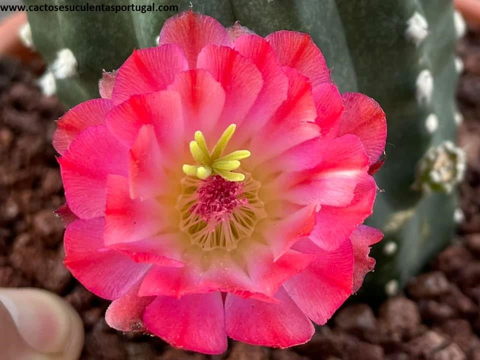 Echinocereus triglochidiatus var. inermis