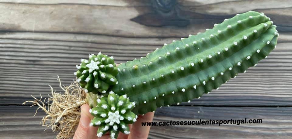 Echinocereus triglochidiatus var. inermis