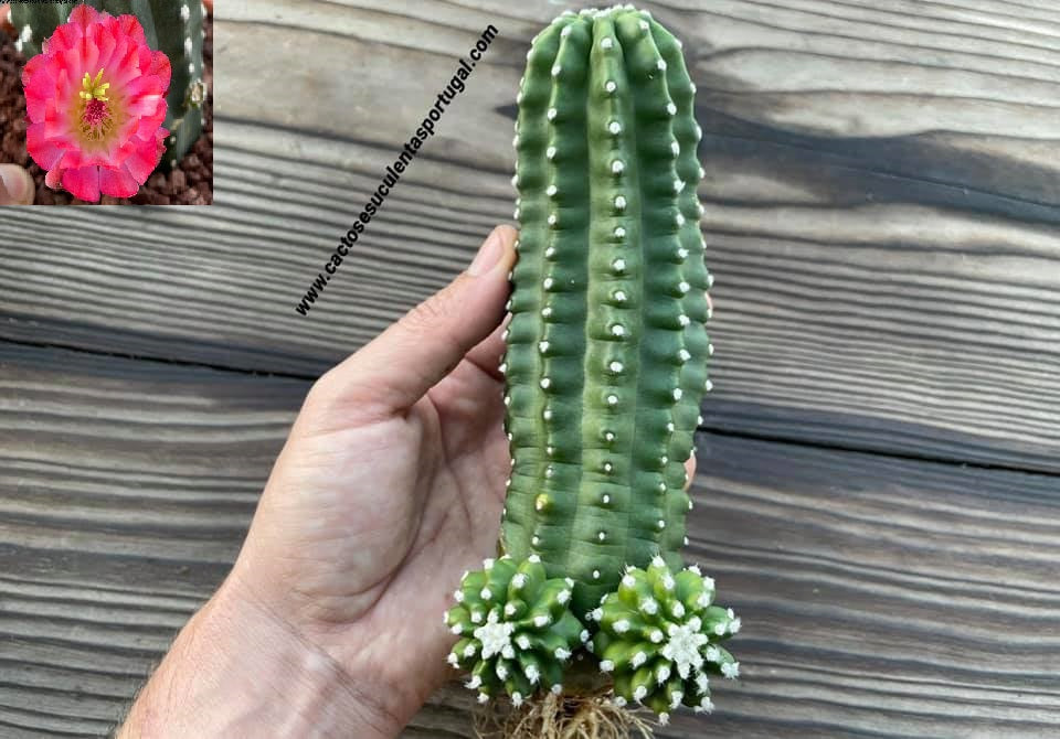 Echinocereus triglochidiatus var. inermis