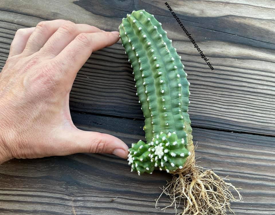 Echinocereus triglochidiatus var. inermis