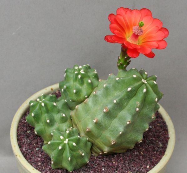 Echinocereus triglochidiatus var. inermis