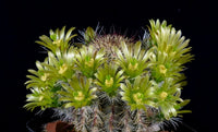 Echinocereus viridiflorus f. chloranthus