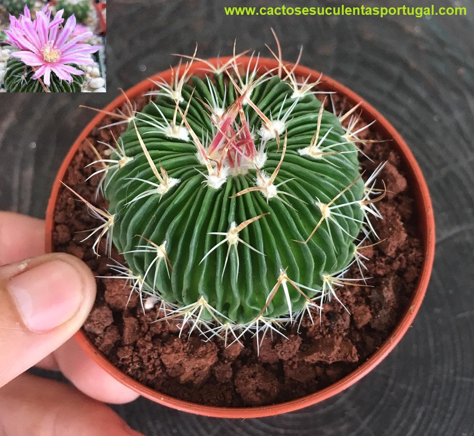 Echinofossulocactus multicostatus