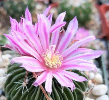 Echinofossulocactus multicostatus