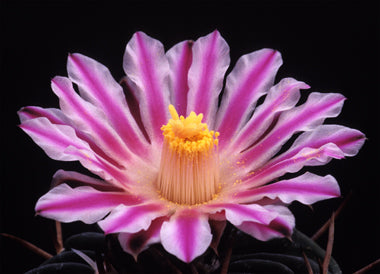 Echinofossulocactus coptonogonus