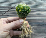 Echinofossulocactus multicostatus form. variegata