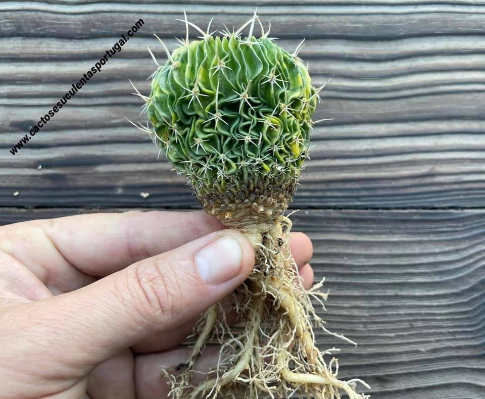 Echinofossulocactus multicostatus form. variegata