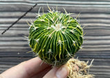 Echinofossulocactus multicostatus form. variegata