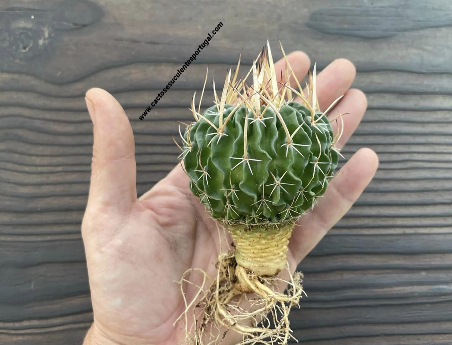 Echinofossulocactus phyllacanthus
