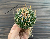 Echinofossulocactus phyllacanthus