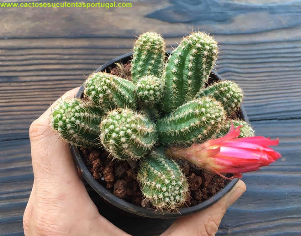 Echinopsis Chamaecereus "Cacto Amendoim",