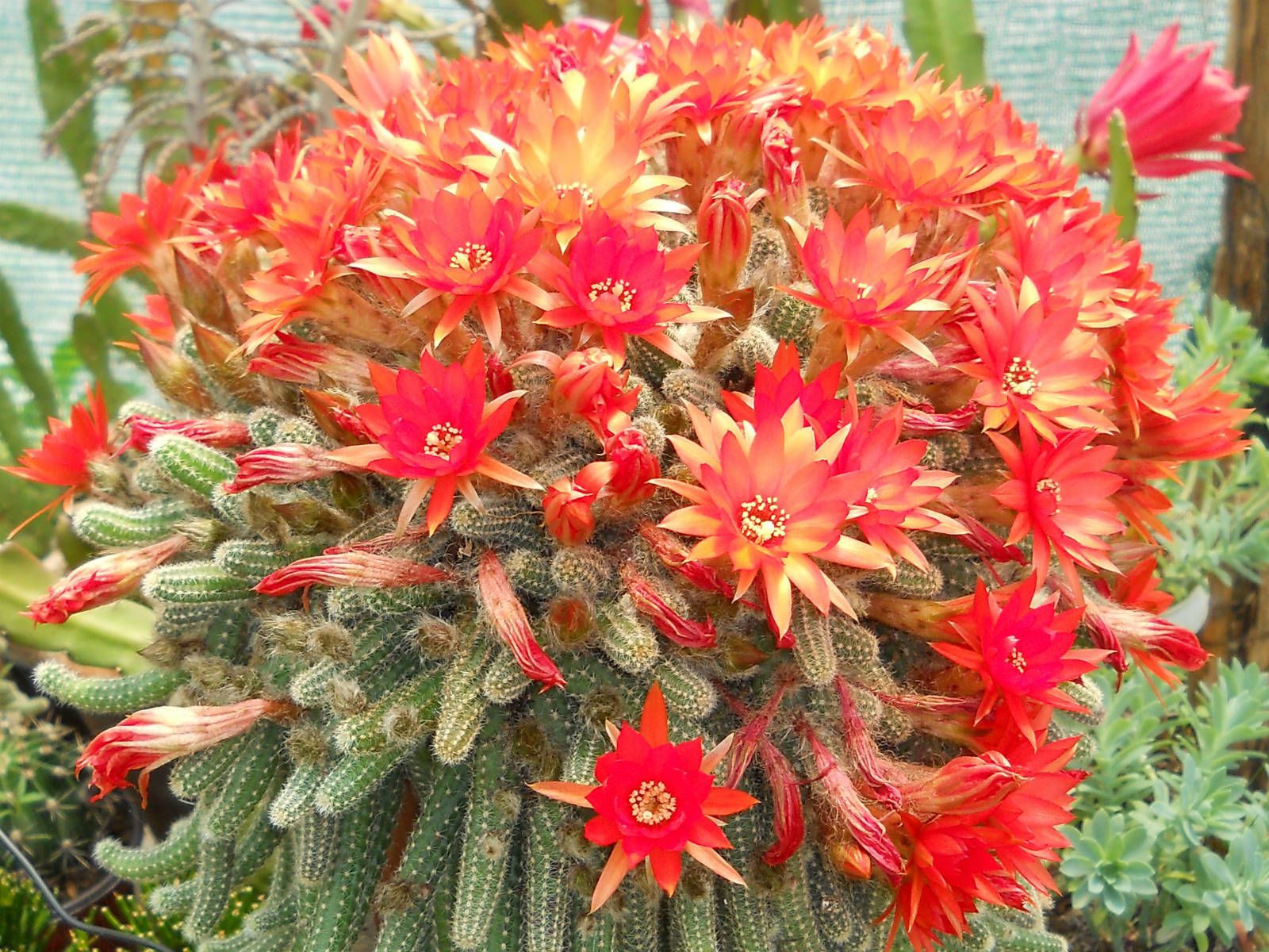 Echinopsis Chamaecereus "Cacto Amendoim", vaso 10cm