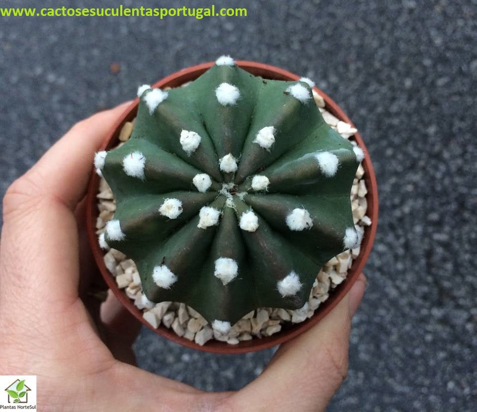 Echinopsis Subdenudata