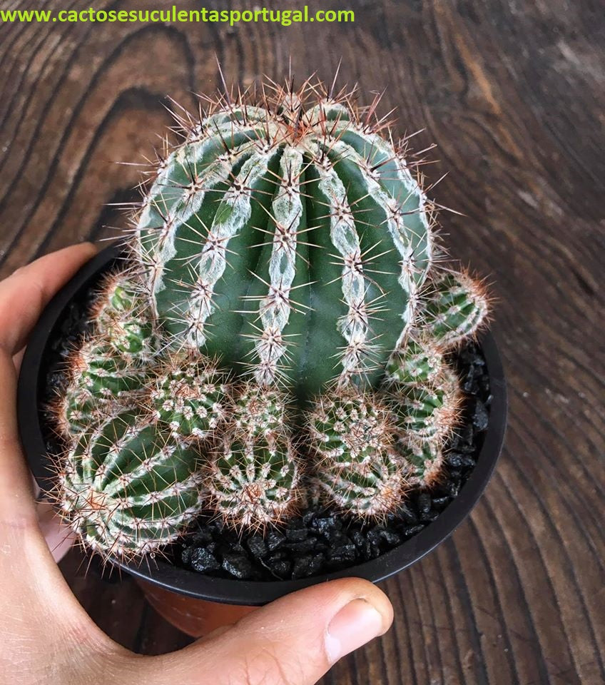 Echinopsis cv. haku-jo maru
