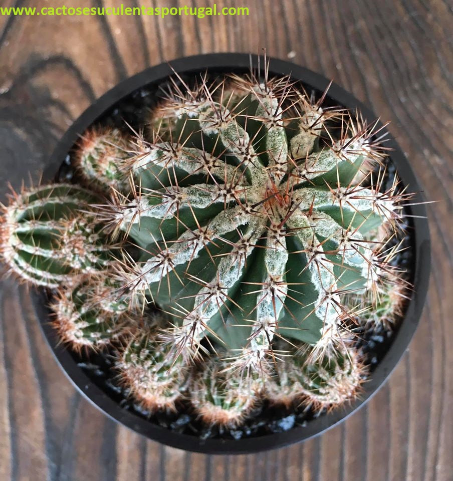 Echinopsis cv. haku-jo maru