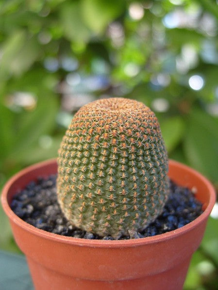 Echinopsis famatimensis