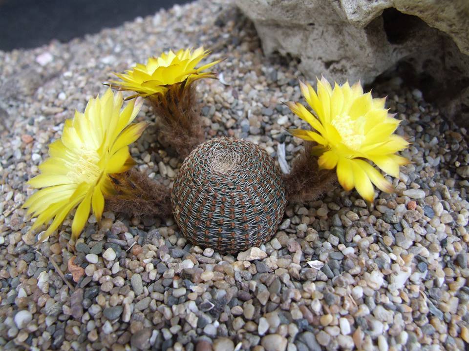 Echinopsis famatimensis
