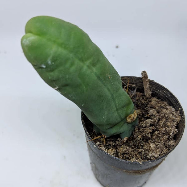 Echinopsis lageniformis, cacto penis