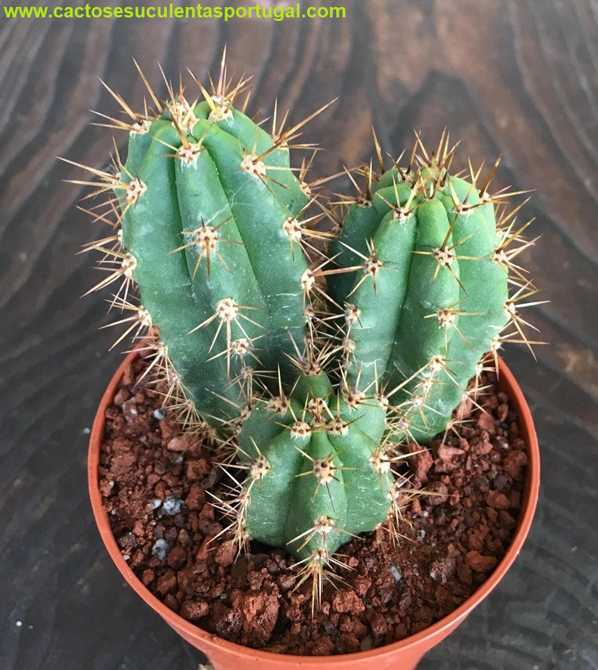Cereus coryne, syn. /  Stetsonia coryne
