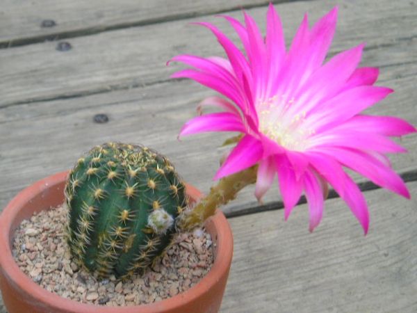 Echinopsis winteriana