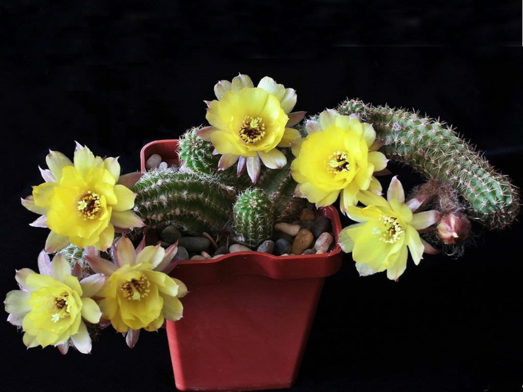 Echinopsis chamaecereus cv. 'Yellow Bird'