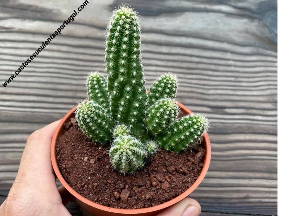 Echinopsis chamaecereus cv. 'Yellow Bird'