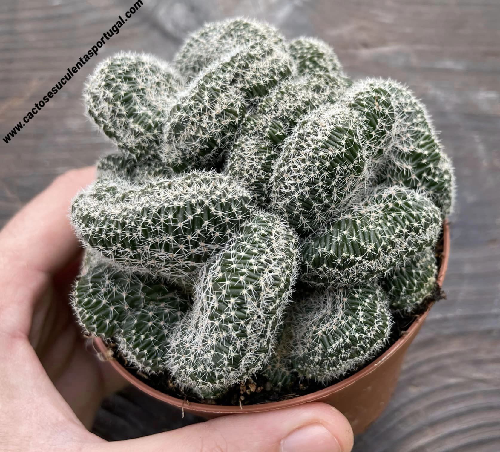 Echinopsis densispina f. cristata mauve type, sng. Lobivia