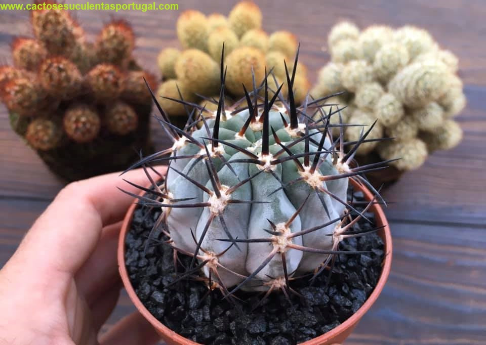 Echinopsis glaucina Portugal
