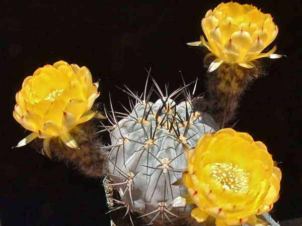 Echinopsis glaucina