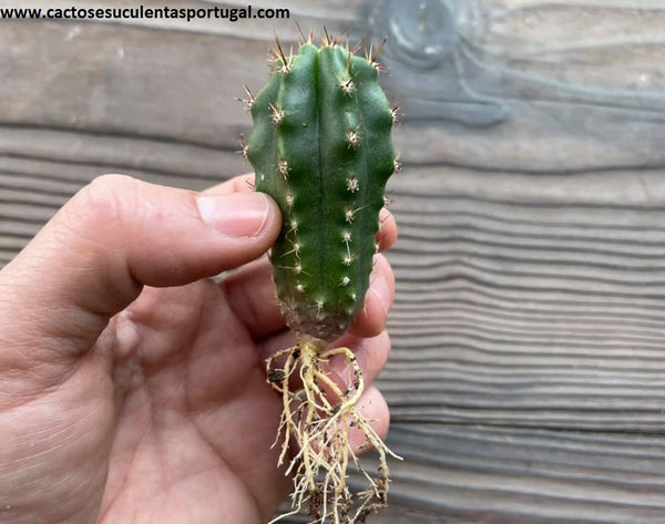 Echinopsis pachanoi (San Pedro cactus)