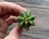 Echinopsis pachanoi (San Pedro cactus)