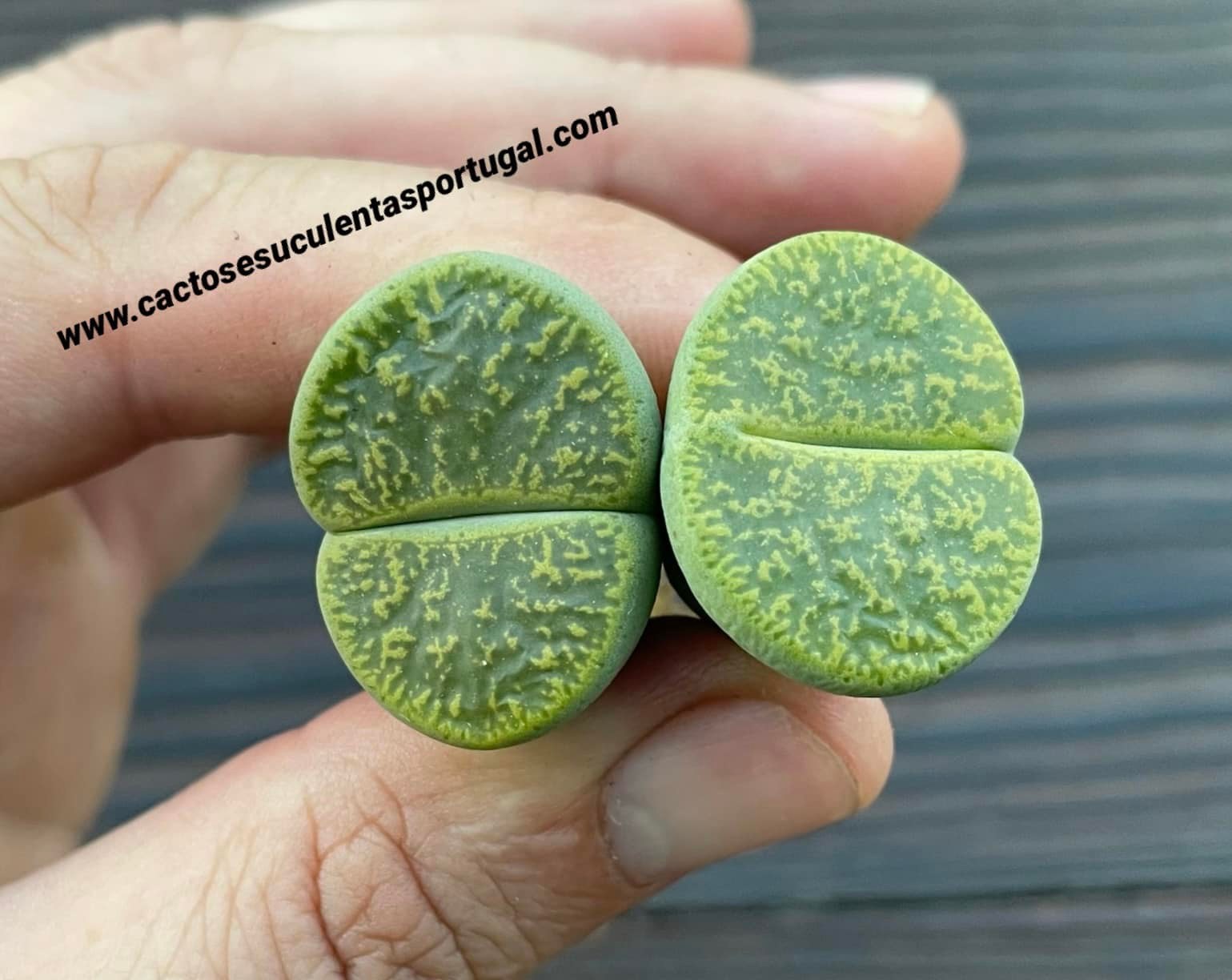Lithops lesliei 'Albinica'