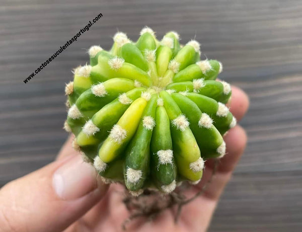 Echinopsis subdenudata variagata