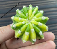Echinopsis subdenudata variagata