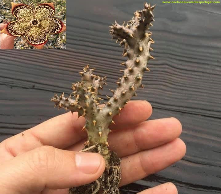 Edithcolea grandis "Tapete de Persa"