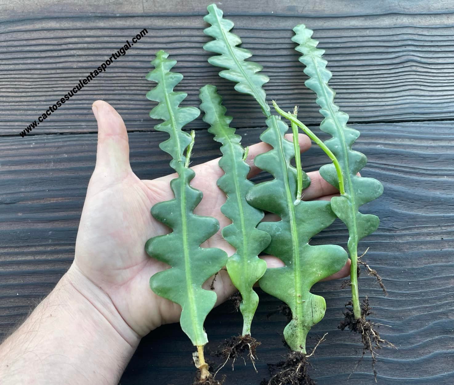 Cacto sianinha, Selenicereus anthonyanus