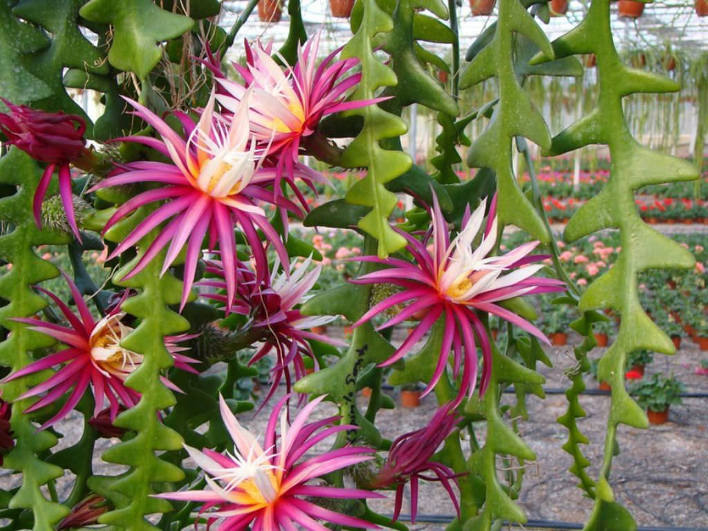 Epiphyllum, Cacto sianinha, Selenicereus anthonyanus